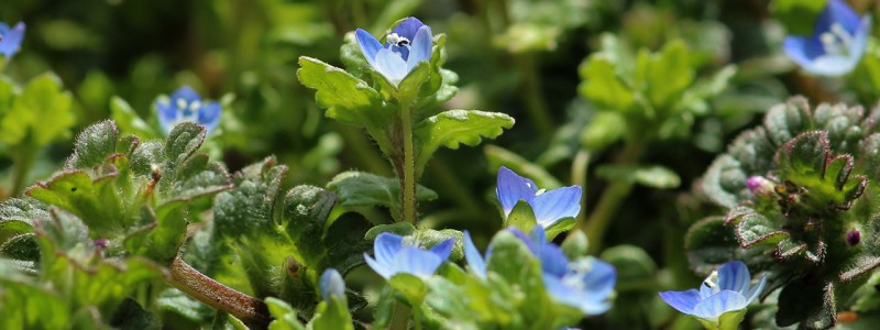 TT_01_Flowers_1514 TT_01_Flowers_1514